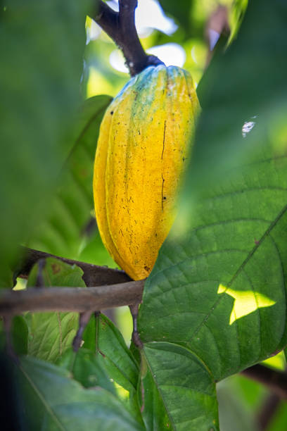 Fruit of a cacao tree hanging on the the tree at a farm close to Bukit Lawang in the northern part of Sumatra