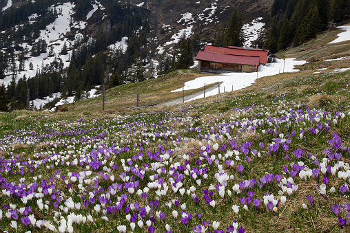 Wild crocus flowers on the alps with snow mountain at the background in early spring - focus stacking image