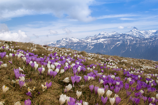 Wild crocus flowers on the alps with snow mountain at the background in early spring - focus stacking image