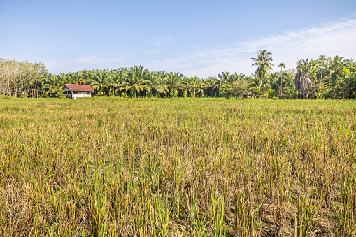 Lush rice field lined with tress like coconut palm trees close to Bukit Lawang in the northern part of Sumatra