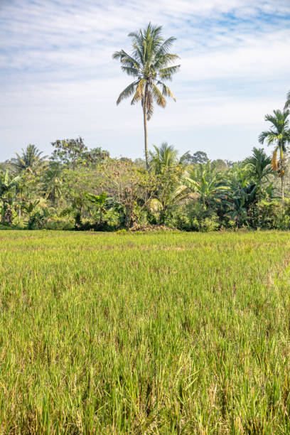 istock Lush and treelined rice field 2137631829