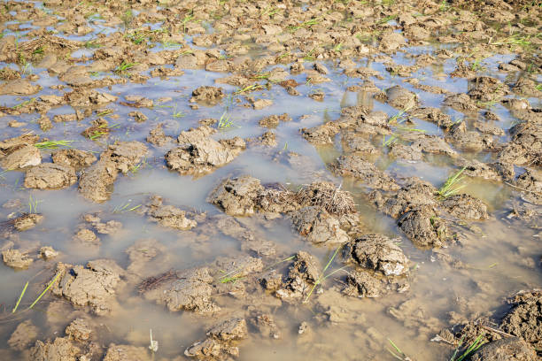 istock Flooded and ploughed rice field 2137635440