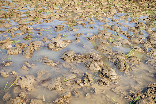 Puddled and flooded paddy rice field close to Bukit Lawang in the northern part of Sumatra