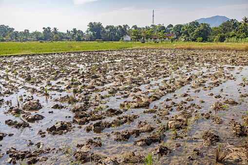 Puddled and flooded paddy rice field close to Bukit Lawang in the northern part of Sumatra