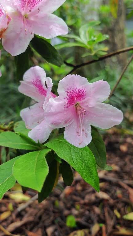 Pink azaleas bloom in spring after rain