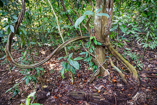 Liana growing in the wild rainforest in the Mount Leuser National Park close to Bukit Lawang in the northern part of Sumatra