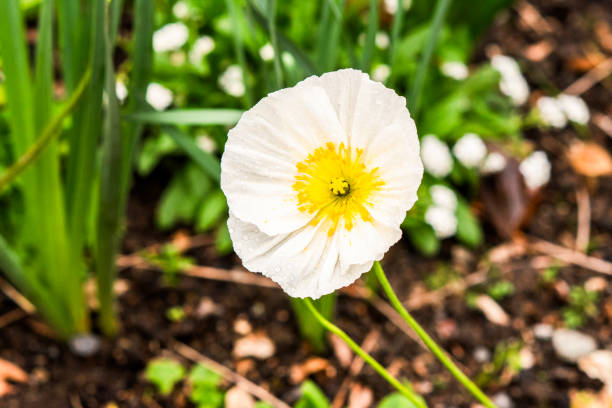 White poppy in macro