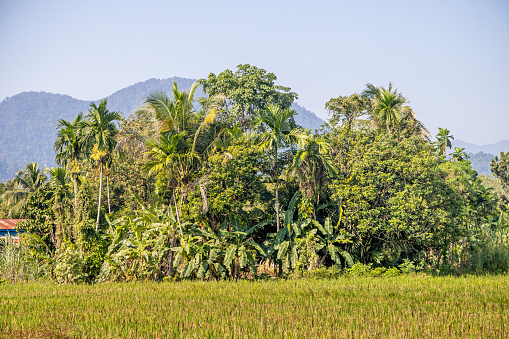 Lush rice field lined with tress like coconut palm trees close to Bukit Lawang in the northern part of Sumatra