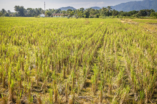 Lush rice field lined with tress like coconut palm trees close to Bukit Lawang in the northern part of Sumatra