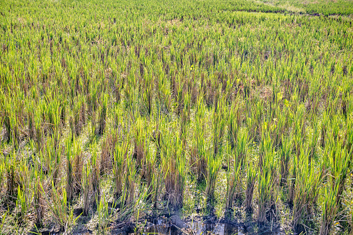 Detail of a Rice Field