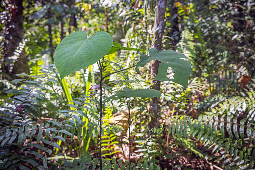 Large leaf of a plant growing in the rainforest jungle in the Mount Leuser National Park close to Bukit Lawang in the northern part of Sumatra