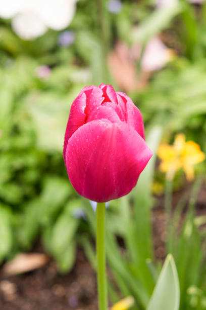 istock Tulip growing in the garden in a flower meadow during spring. 2137644301