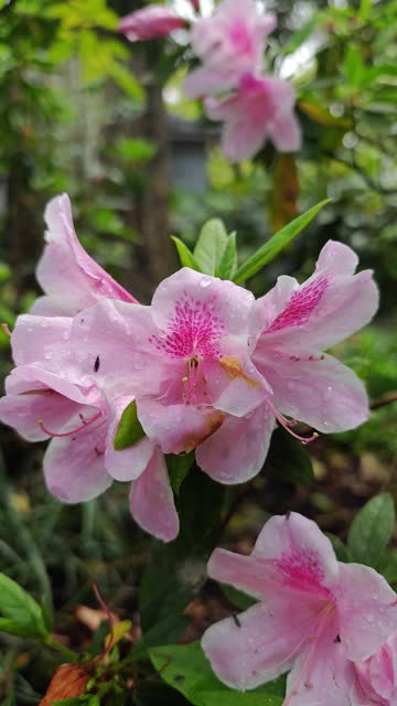 Pink azaleas bloom in spring after rain