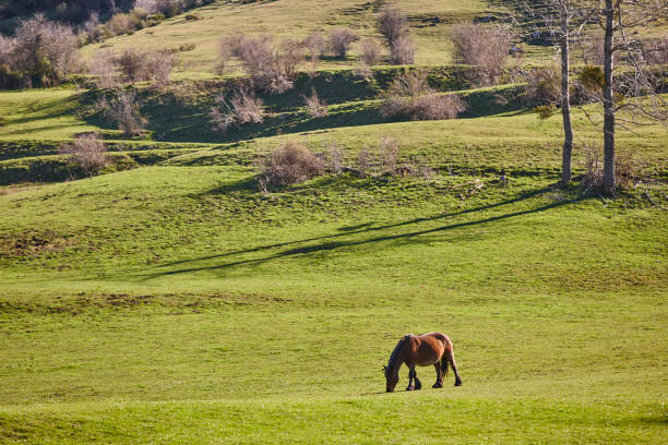 istock Horss in a green valley. Castilla y Leon mountain landscape 2137649475