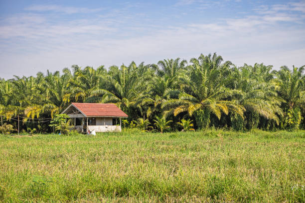 Bukit Lawang, Sumatra, Indonesia - January 21th 2024:  Farm building surrounded by coconut palm trees and with a rice field in the front
