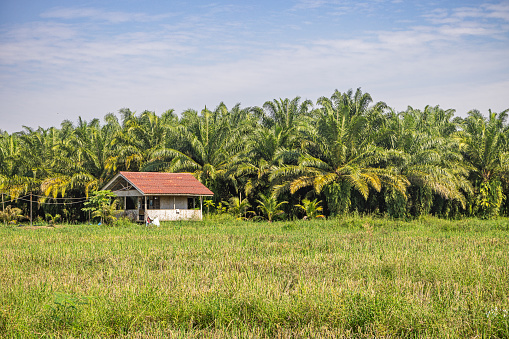 Bukit Lawang, Sumatra, Indonesia - January 21th 2024:  Farm building surrounded by coconut palm trees and with a rice field in the front