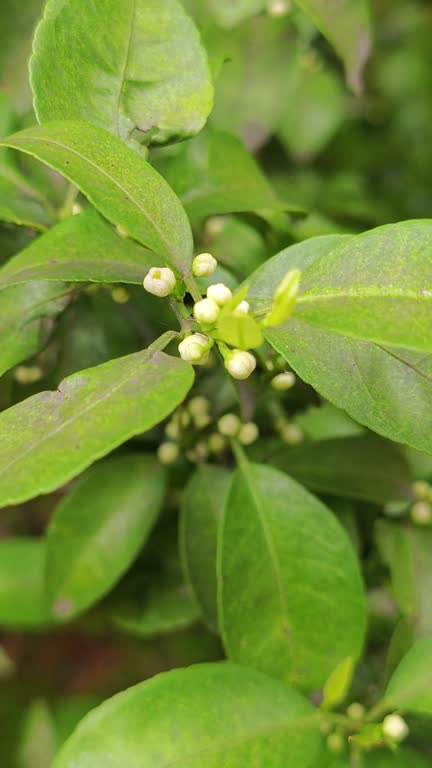 orange tree flower bud in spring