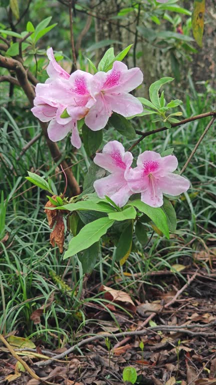 Pink azaleas bloom in spring after rain