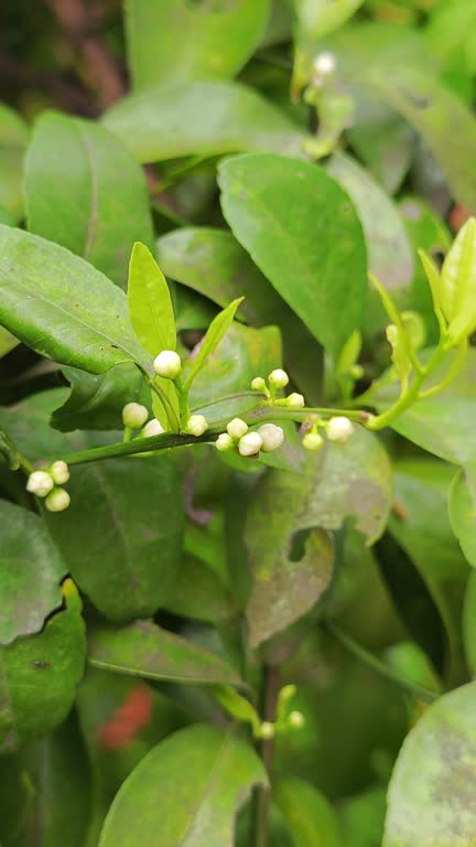 orange tree flower bud in spring