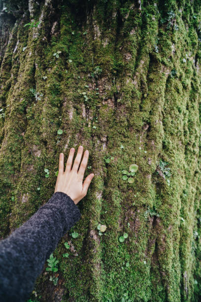 istock Woman's hand gently touching the bark of a tree 2137661733