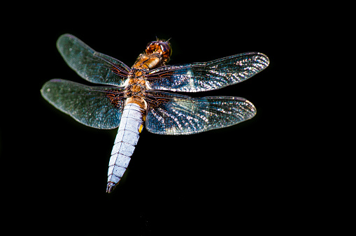 A closeup shot of a broad bodied chaser dragonfly on a dark background