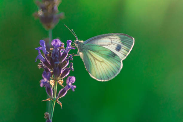 A selective focus shot of a cabbage white butterfly on a lavender plant