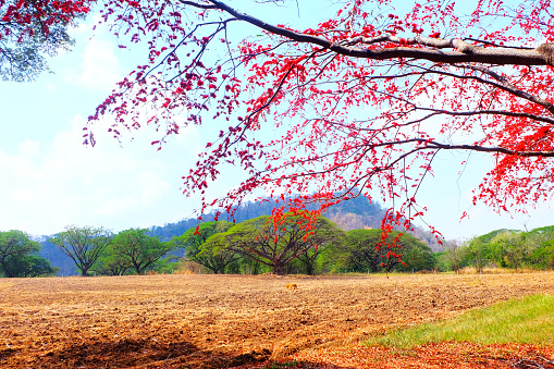 Scenery of mountains and red flowering trees.
