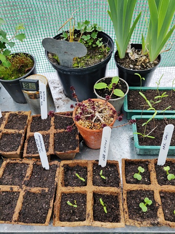 A selection of seedlings and plants on a potting bench in a poly tunnel