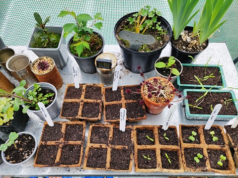 A selection of plants and seedlings on a potting bench