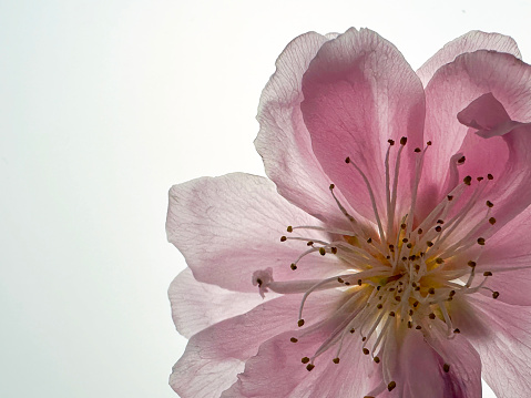 Close up shot of Japanese peach flower