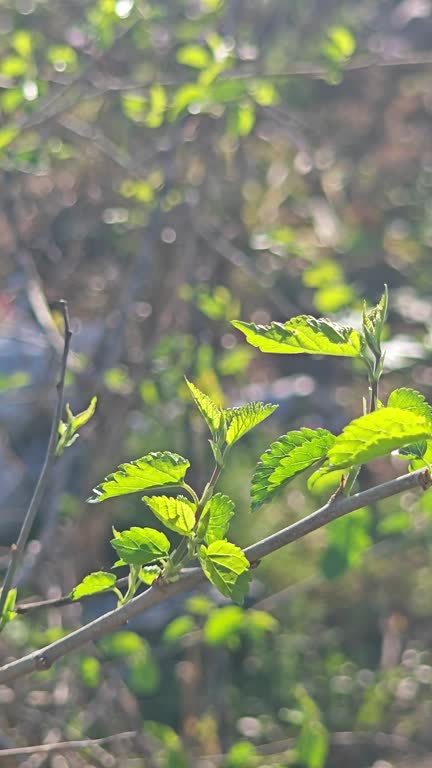 mulberry budding in spring