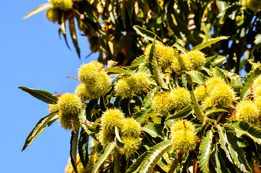 detail of ripe chestnuts