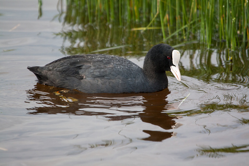 Coot -fulica atra - close-up profile on the water