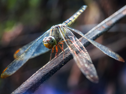 Macro shot of dragonfly resting