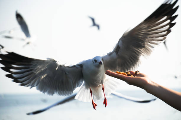 Seagull bird spreading wings flying eat from human hand.