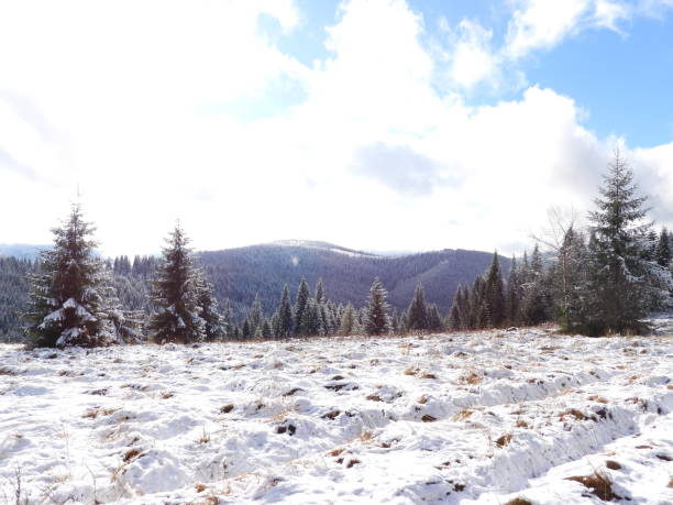 istock Polonyna (field) with young spruce trees in the mountains in winter 2137686220