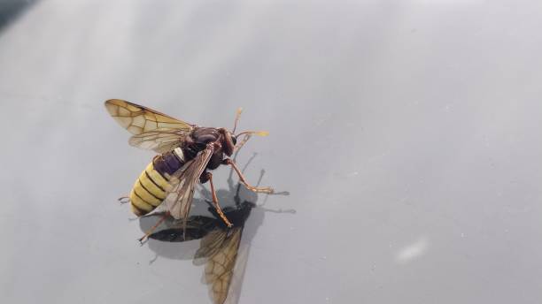 istock A huge hornet on a car window from a close angle 2137707603
