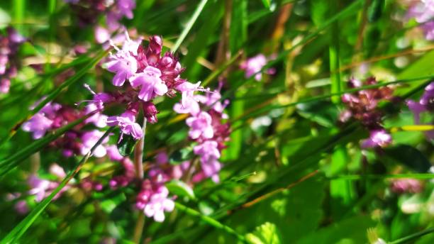 istock Pink flower, seasoning Creeping thyme (Thymus serpyllum) 2137708639