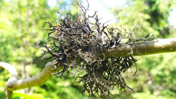 istock Lichen moss on a dried-up European spruce 2137712531