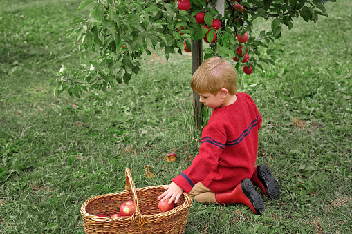 Young Child in the Apple Orchard before Harvesting. Small Toddler Boy Eating a Big Red Apple in the Fruit Garden at Fall Harvest. Basket of Apples on a Foreground. Autumn Cloudy Day, Soft Shadow. Kid Biting Juicy Fresh Apple. Bio Produce