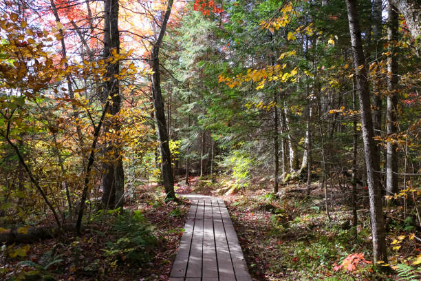 istock Trail meanders through autumn forest foliage. 2137715495