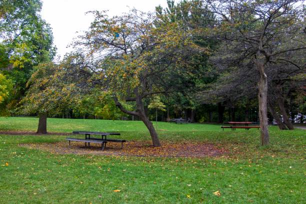 istock Scenic park with trees and benches offering shade. 2137716017