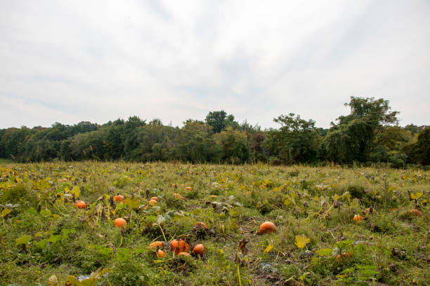 The pumpkins growing on the ground with trees in the background.