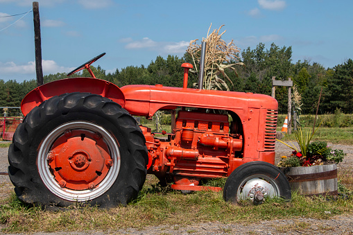 A vintage red tractor in cornfield.