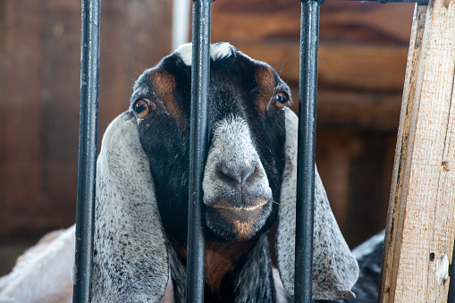 A goat poking its head through a fence enclosure.