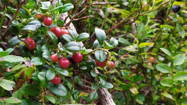 istock Ripe lingonberry in the forest on a rainy day 2137737341
