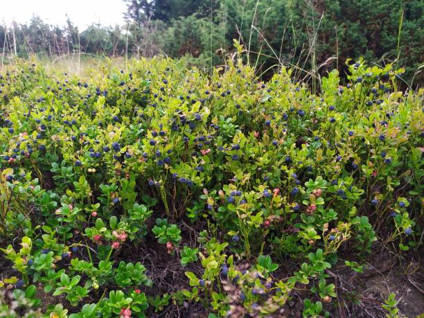 Aesthetic blueberries in the Mountains