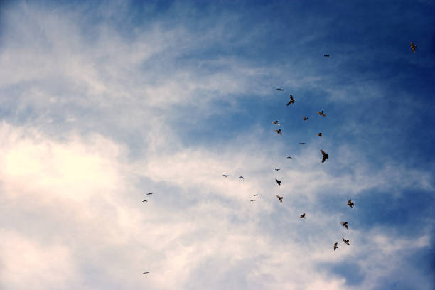 Large group of birds flying over sky