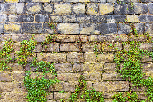 Old brick wall with green ivy plant growing on it. Natural background