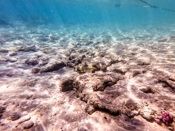 istock Whitespotted Puffer (Arothron hispidus) at coral reef. 2137751232